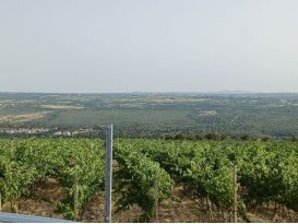 Agricultural plot, Sale, Posedarje, Posedarje